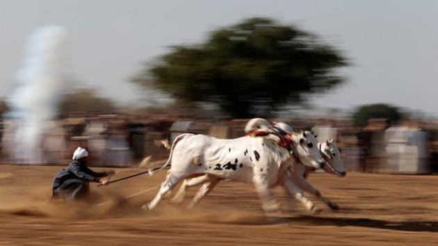 A bull savar (jockey) guides his bulls as he competes in a race in Pind Sultani, Pakistan. (Caren Firouz / REUTERS)