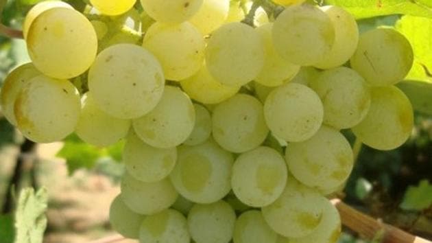Experts suggest that grapes help support brain health by working in multiple ways - from reducing oxidative stress in the brain to promoting healthy blood flow in the brain to helping maintain levels of a key brain chemical that promotes memory to exerting anti-inflammatory effects.(HT Photo)