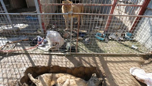 A lion in its cage looks at a lioness who starved to death in Mosul’s zoo, Iraq. (Muhammad Hamed / REUTERS)