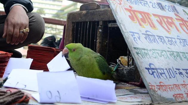Fortune-telling parrot Ganga Ram at work in Shimla.(Deepak Sansta/HT Photo)