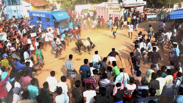 Despite Supreme Court ban people release the Jallikattu bull at Alanganallur in Madurai on Monday. (PTI file photo) Despite Supreme Court ban people release the Jallikattu bull at Alanganallur in Madurai on Monday. (PTI file photo)