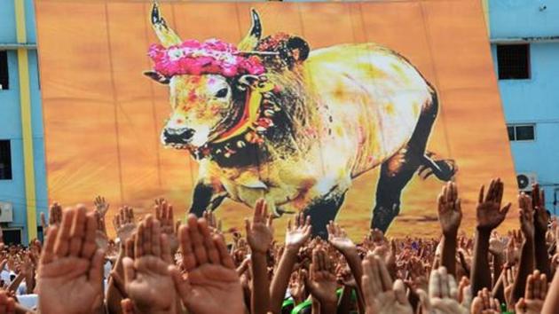More than 700 bull-tamers participated in the events, which were witnessed by thousands of spectators.(V. Srinivasalu/Hindustan Times)