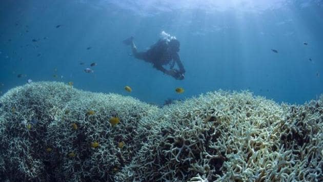 ‘Weed-like’ algae is killing corals in Australia’s iconic Great Barrier Reef because of increased carbon dioxide levels in the atmosphere.(AFP File Photo) ‘Weed-like’ algae is killing corals in Australia’s iconic Great Barrier Reef because of increased carbon dioxide levels in the atmosphere.(AFP File Photo)