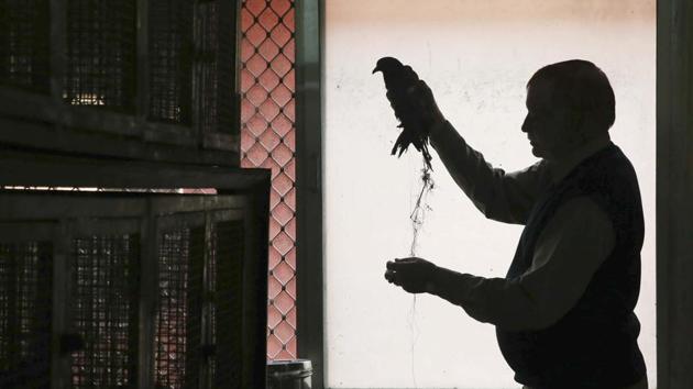 A compounder treats a bird entangled in a glass coated thread used to fly kites at the Bird Hospital in Jaipur, Rajasthan. (Himanshu Vyas/HT Photo) A compounder treats a bird entangled in a glass coated thread used to fly kites at the Bird Hospital in Jaipur, Rajasthan. (Himanshu Vyas/HT Photo)