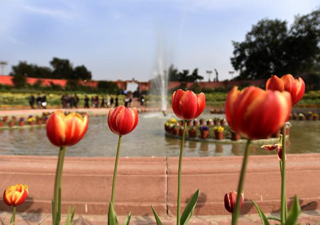 Tulips bloom at The Mughal Gardens at President’s Estate. (Sonu Mehta/HT PHOTO) Tulips bloom at The Mughal Gardens at President’s Estate. (Sonu Mehta/HT PHOTO)
