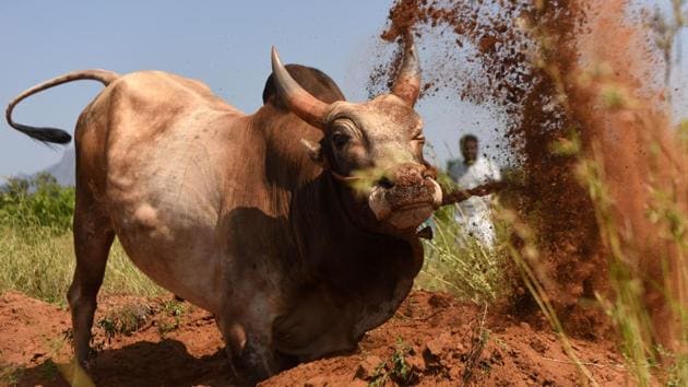 A bull in training. Thirty-six people were injured, one of them seriously, in a Jallikattu event held at Avanipuram on Feb. 5 amid high security in which more than 900 bulls were used. (ARUN SANKAR / AFP)