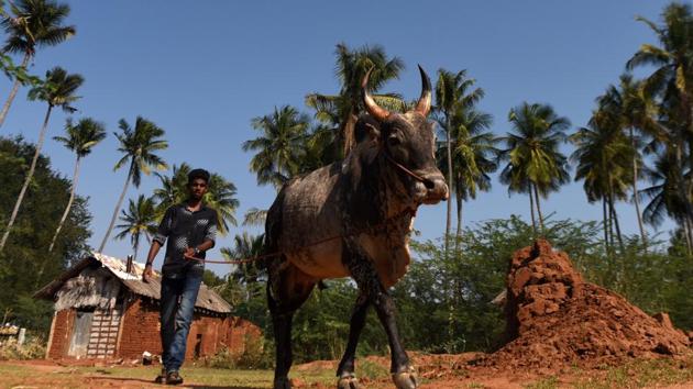 Hosting the event after a gap of three years, Alanganallur in Madurai district is famous for Jallikattu and used to attract a large number of spectators, including foreign tourists. (ARUN SANKAR / AFP)