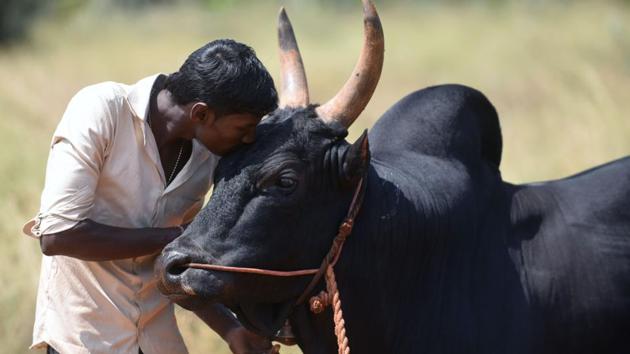 A bull is kissed by its owner . (ARUN SANKAR / AFP)