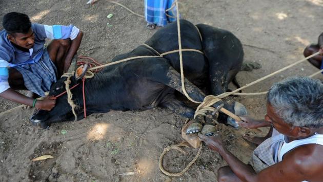 A blacksmith puts a metal shoe on a bull's hoof in preparation for Jallikattu. (ARUN SANKAR / AFP)