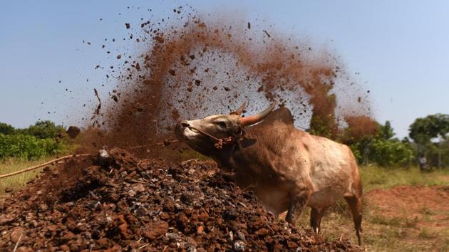 A bull is trained by its owner ahead of the Jallikattu bull taming event, in the south Indian city of Madurai on February 7, 2017. Week-long protests in January in Chennai prompted the Tamil Nadu assembly to unanimously pass an amendment bill on January 23, clearing the way for conducting the bull taming ritual. Residents of the southern state of Tamil Nadu maintained that the Jallikattu festival was a crucial part of their culture. (ARUN SANKAR / AFP)