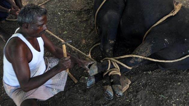 A blacksmith puts a metal shoe on a bull's hoof. Normally, Jallikattu is held as part of the Pongal festivities in Tamil Nadu. However, it was not held during Pongal this year due to a Supreme Court ban. (ARUN SANKAR / AFP)