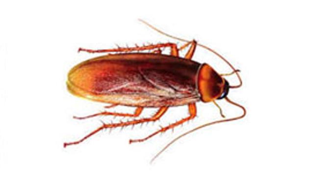 A live cockroach was pulled out from the skull of a 42-yr-old woman in Chennai.(Shutterstock/ Representative image) A live cockroach was pulled out from the skull of a 42-yr-old woman in Chennai.(Shutterstock/ Representative image)