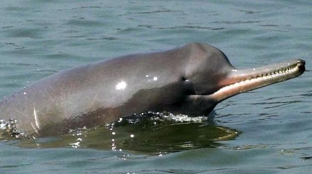 Gangetic dolphions, one of four freshwater dolphins in the world, was declared India’s National Aquatic Animal in 2009.(Amit Bhatt)
