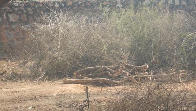 Tree felling is rampant in Raisina forest area. As many as 60 trees were felled in Raisina forest area using a chain saw last January. (HT Photo) Tree felling is rampant in Raisina forest area. As many as 60 trees were felled in Raisina forest area using a chain saw last January. (HT Photo)