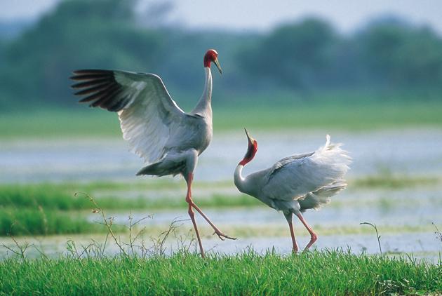 The Sarus Crane, mostly monogamous, trumpets, prances, and even yanks off vegetation in the air in a frenzied, lovesick display.(Nayan Khanolkar)