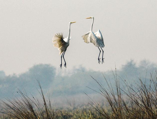 Great egrets face off like gladiators in the air during a territorial fight. (PHOTO: SUMIT M. SINHA) Great egrets face off like gladiators in the air during a territorial fight. (PHOTO: SUMIT M. SINHA)