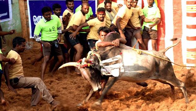 Participants try to tame a bull at Alaganllaur Jallikattu near Madurai on Thursday.(PTI) Participants try to tame a bull at Alaganllaur Jallikattu near Madurai on Thursday.(PTI)