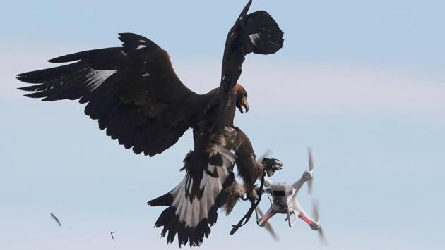 A golden eagle grabs a flying drone during a military training exercise at Mont-de-Marsan French Air Force base, Southwestern France. (Regis Duvignau / REUTERS) A golden eagle grabs a flying drone during a military training exercise at Mont-de-Marsan French Air Force base, Southwestern France. (Regis Duvignau / REUTERS)