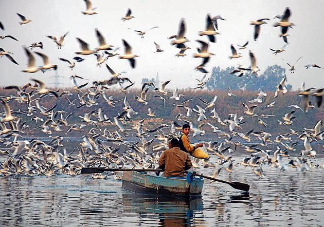 Around 590 birds belonging to 23 species were spotted in 2016, while in 2015, 641 birds belonging to 19 species were seen, it says.(HT Photo)