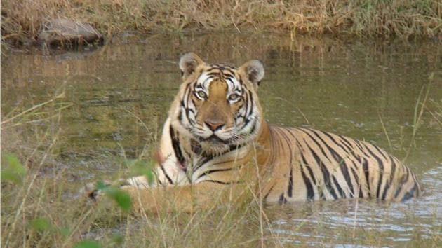 About 50 projects in and around India’s critical tiger and wildlife habitats have been approved nod at a meeting of the standing committee of the national board for wildlife. (HT file) About 50 projects in and around India’s critical tiger and wildlife habitats have been approved nod at a meeting of the standing committee of the national board for wildlife. (HT file)
