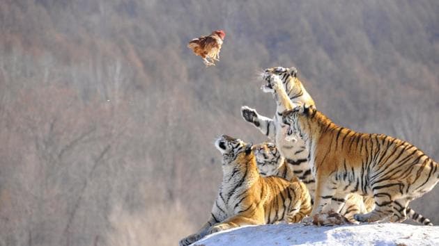 Siberian tigers jump to catch their prey at a breeding base in Mudanjiang, Heilongjiang province, China. (REUTERS) Siberian tigers jump to catch their prey at a breeding base in Mudanjiang, Heilongjiang province, China. (REUTERS)