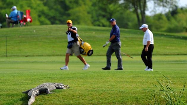 The alligator grabbed Tony Aarts by his right ankle and he rolled into the nearby water hazard as they struggled. (Image for representation only)(US PGA TOUR)