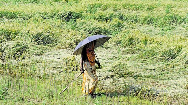 Representative photo. A woman farmer from Uttar Pradesh’sBarabanki district.(Deepak Gupta / HT File)
