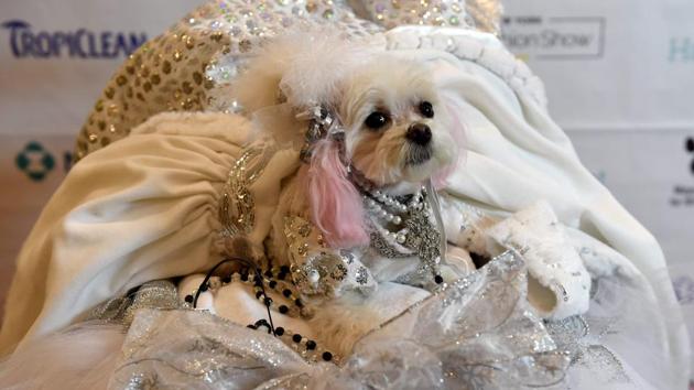 ZZ, representing Russia in the World Fashion Presents segment, during the 14th Annual New York Pet Fashion Show presented by TropiClean at the Hotel Pennsylvania February 9, 2017. (TIMOTHY A. CLARY / AFP)