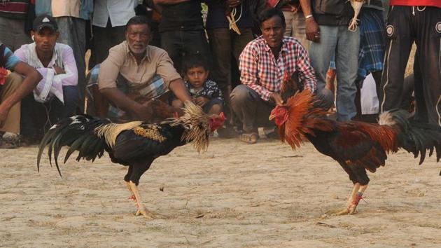Hundreds of villagers gather at the fight spots that are organised every day at some village of the other in the Sunderbans. (Subhankar Chakraborty) Hundreds of villagers gather at the fight spots that are organised every day at some village of the other in the Sunderbans. (Subhankar Chakraborty)