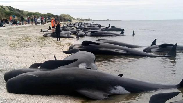 Whales stranded at Farewell Spit near Nelson, New Zealand. (AP Photo) Whales stranded at Farewell Spit near Nelson, New Zealand. (AP Photo)