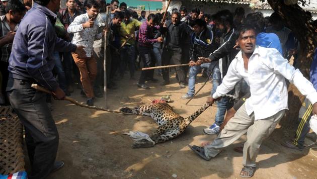 On November 24, 2016, a leopard was beaten to death by villagers of Mandawar in the presence of wildlife and police officers after a hunt spanning over three hours. (HT File) On November 24, 2016, a leopard was beaten to death by villagers of Mandawar in the presence of wildlife and police officers after a hunt spanning over three hours. (HT File)
