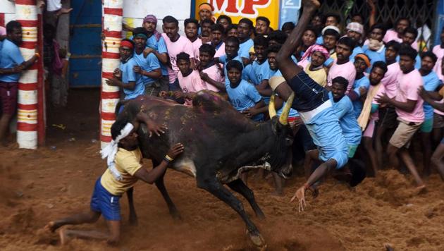 A bull flips a man as people watch during an annual bull taming event ‘Jallikattu’ in the village of Allanganallur on the outskirts of Madurai on February 10, 2017. (AFP Photo) A bull flips a man as people watch during an annual bull taming event ‘Jallikattu’ in the village of Allanganallur on the outskirts of Madurai on February 10, 2017. (AFP Photo)