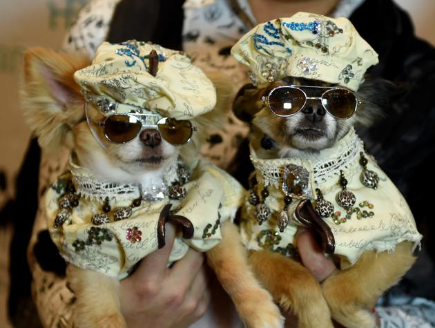 Dogs dressed in French fashion for the World Fashion Presents segment pose during the 14th Annual New York Pet Fashion Show presented by TropiClean at the Hotel Pennsylvania on February 9, 2017. (TIMOTHY A. CLARY / AFP)