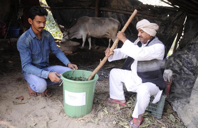 Miyan (right) said it takes 19 days to prepare the bio-pesticide using ‘gau-mutra’.(Deepak)