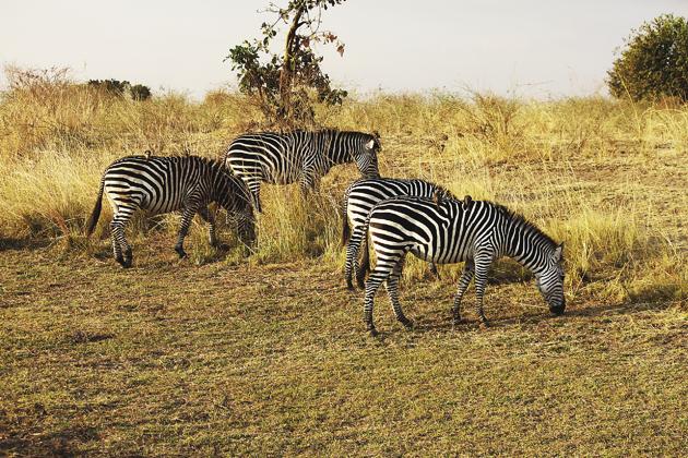 The Luangwa River is home to many zebras and lions(Sayoni SInha) The Luangwa River is home to many zebras and lions(Sayoni SInha)