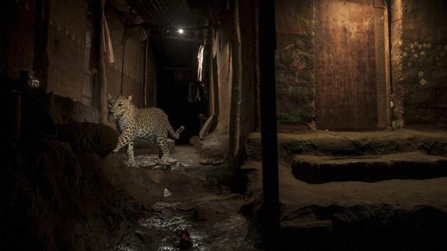 Nature, second prize: A leopard living in the Sanjay Gandhi National park in the centre of one of the biggest metropolis of the world, Mumbai. (Nayan Khanolkar )