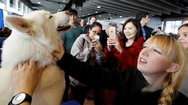 Attendees pet a Siberian Husky Fido. (Reuters Photo)