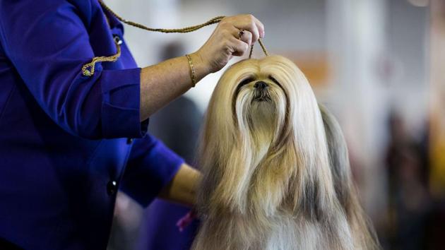 A Lhasa Apso competes at the 141st Westminster Kennel Club Dog Show. (AFP Photo)