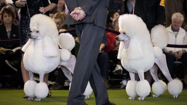 Standard Poodles are judged during a competition at the 141st Westminster Kennel Club Dog Show. (AFP Photo)