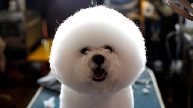 A Bichon Frise stands on a grooming table in the benching area. (Reuters Photo)
