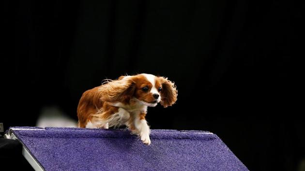 A Cavalier King Charles Spaniel competes in the Masters Agility Championship Finals competition. (Reuters Photo)