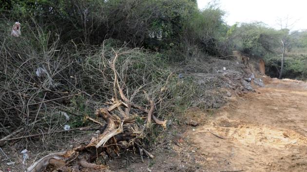 As many as 60 trees were chopped in Sikanderpur forest area on Tuesday. Forest department and municipal corporation of Gurugram (MCG) were not aware of the incident and both send teams to check the situation and stop the activity after residents in the area lodged a complaint.(Parveen Kumar/HT Photos)