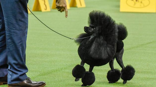 Aftin, a Miniature Poodle, wins the Non-Sporting group at the 141st Westminster Kennel Club Dog Show, in New York City. (Reuters Photo)