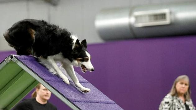A Border Collie takes part in the Masters Agility competition in New York City. (Reuters Photo)
