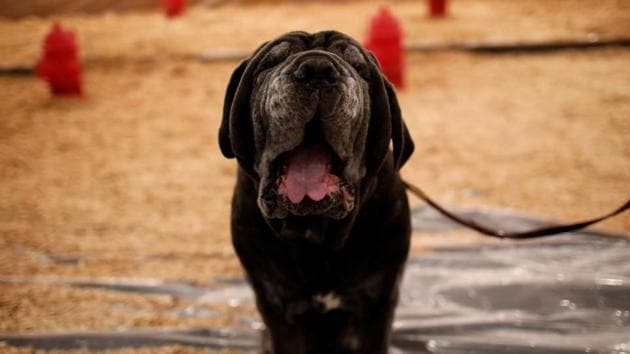 Titan, a six-year-old Neapolitan Mastiff from Michigan, at the Hotel Pennsylvania ahead of the show. (Reuters Photo)