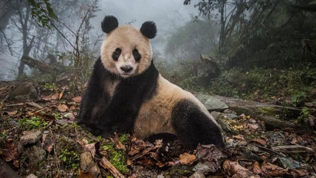 Nature, second prize: A 16-year-old giant panda lounges in a massive wild enclosure at a conservation center in Wolong Nature Reserve. (Ami Vitale for National Geographic Magazine)