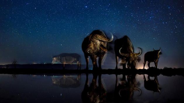 Nature, third prize: Buffalos at the drinking station. The photo combines a well-known natural phenomenon: The starry sky and portraits of wild animals not visible to the naked eye. The series needed very accurate planning, research and preparation as the photos were made with remote control, and no modification was possible while capturing the photos. (Bence Mate)