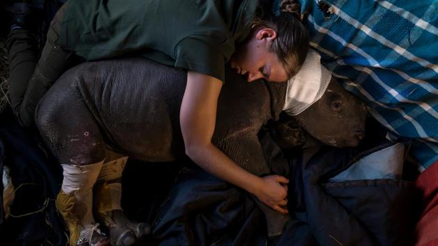 Nature, first prize stories: Care For Wild Africa is a donor-run organisation that specialises in caring for wounded animals. They have a special focus on rhino and have taken in many rhino orphans from the poaching wars across South Africa at this time. Their latest orphan is Lulah, her mother was killed in Kruger National Park and when the rangers found her she was estimated to be one-month old. (Brent Stirton )