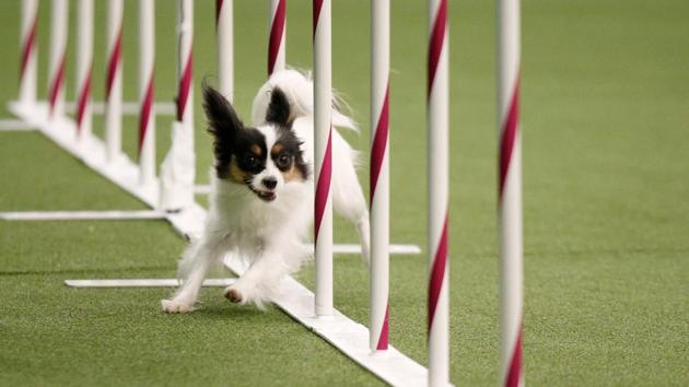 Sparkle, a Papillon, competes in the Masters Agility Championship Finals competition. (Reuters Photo)