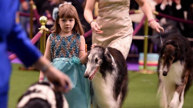 A seven year-old walks with her Borzois in the judging arena at the Westminster Kennel Club’s 141st Annual Dog Show. (AFP Photo)